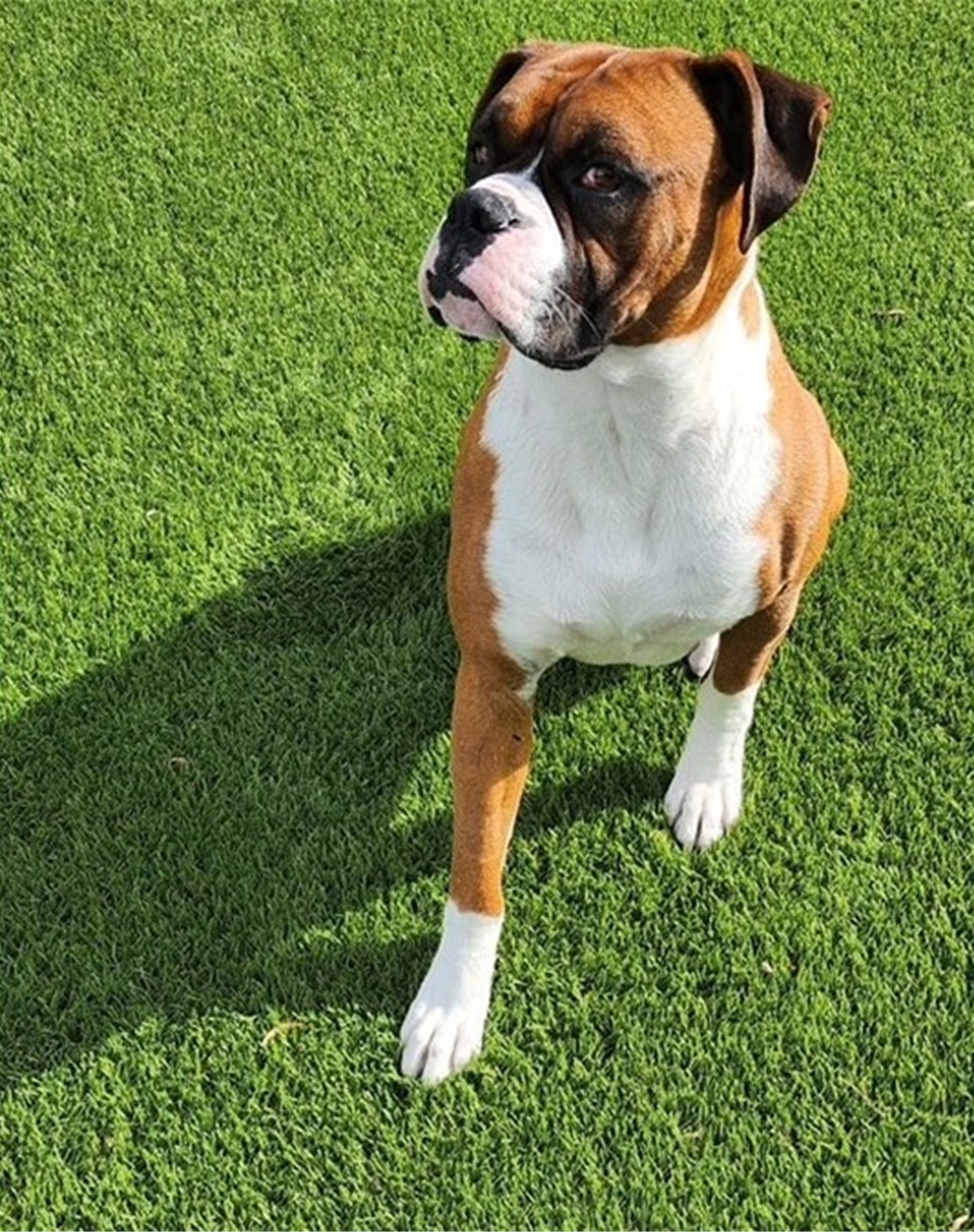 Yucaipa Artificial Grass, Pavers & Maintenance & Repair Services