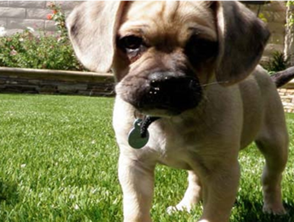 Yucaipa Artificial Grass, Pavers & Maintenance & Repair Services