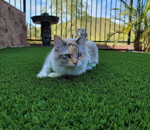 Applications, Creative Landscaping Ideas With Artificial Grass