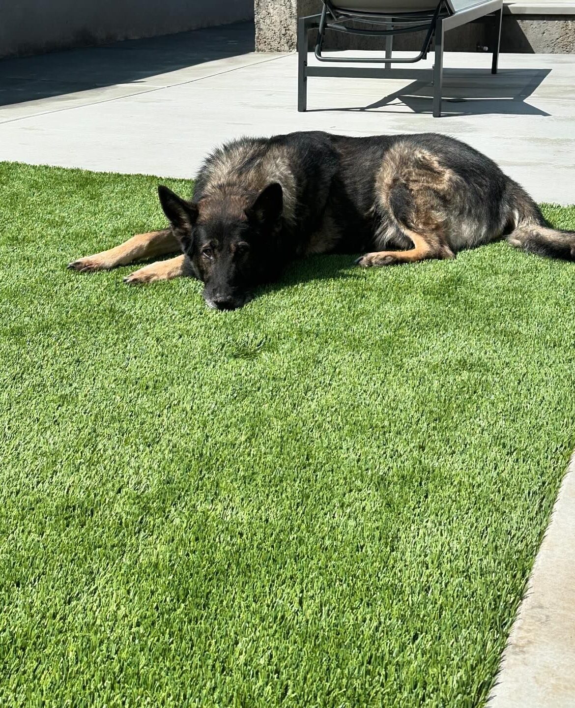 Pet Odor Treatment, Yucaipa Artificial Grass & Pavers