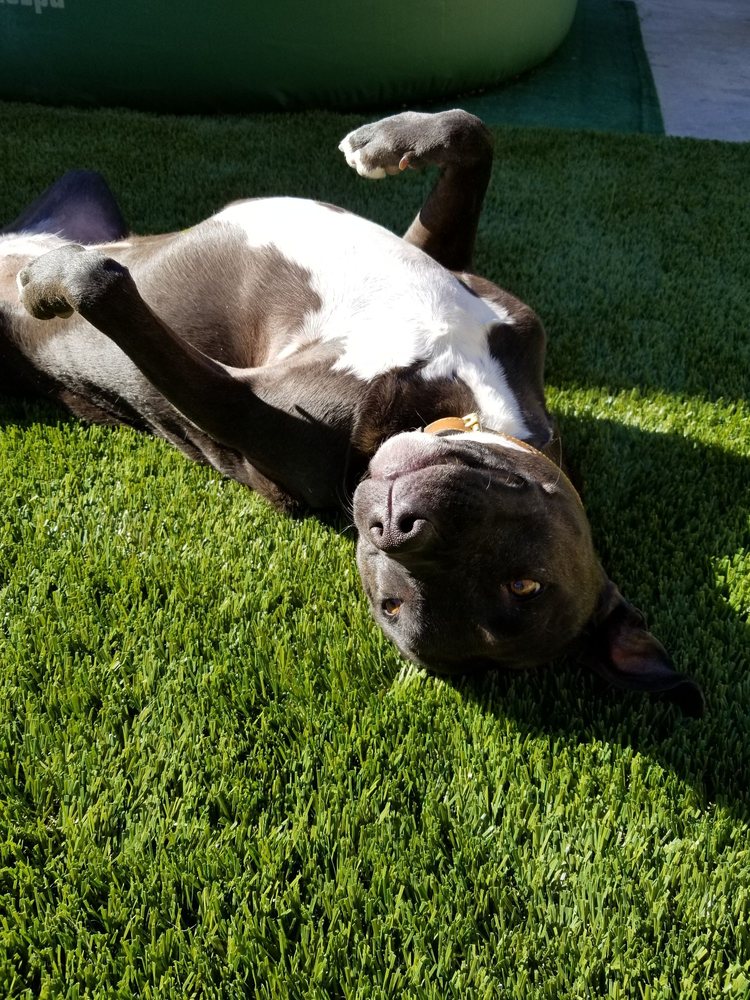 Pet Artificial Grass System, Yucaipa Artificial Grass & Pavers