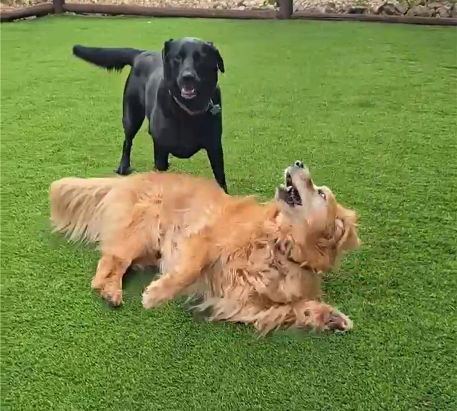 Maintenance Service. Yucaipa Artificial Grass & Pavers