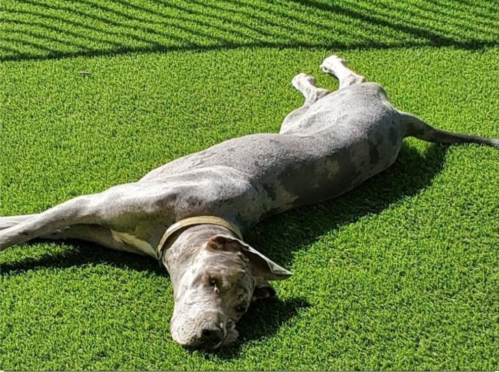 Commercial Artificial Grass, Yucaipa Artificial Grass & Pavers